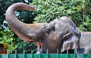 Одесский зоопарк пышно отметит сорокалетие слонихи Венди