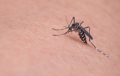 В США два человека погибли от опасного вируса, который разносят комары
