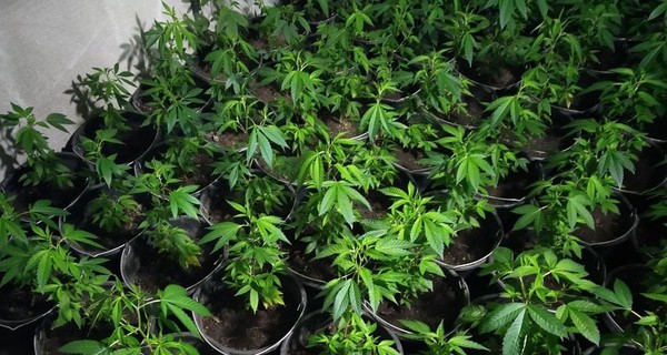 На Черниговщине выращивали элитную коноплю и галлюциногенные грибы