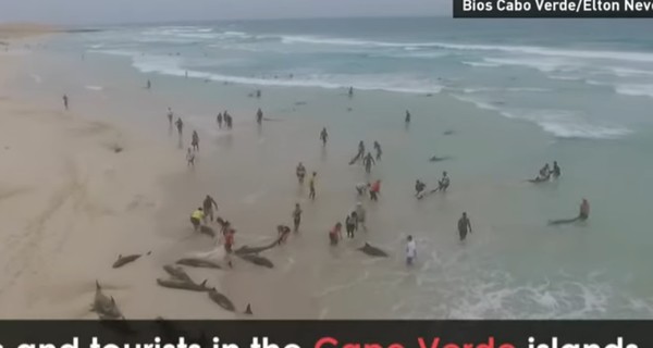 Дельфины массово выбросились на берег на пляже в Кабо-Верде