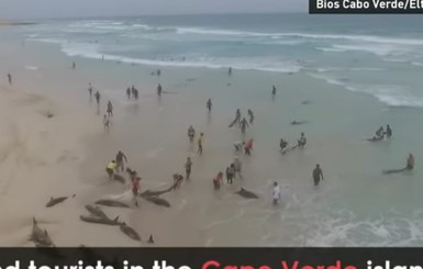 Дельфины массово выбросились на берег на пляже в Кабо-Верде