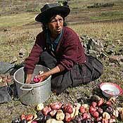 Перу и Чили поссорились из-за картошки 