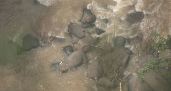В Таиланде в водопаде погибли 6 слонов, еще 2 пытаются спасти
