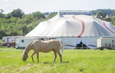 UAnimals: Министерство культуры прекращает покупать животных для цирков