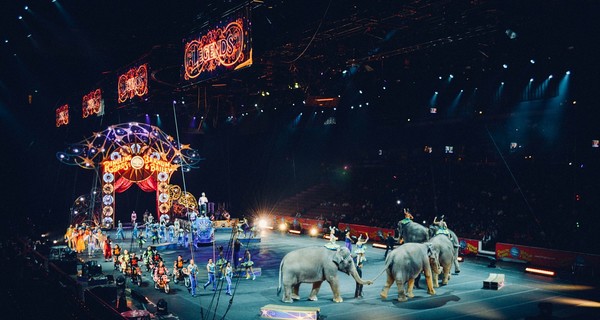 Во Львове запретили эксплуатацию животных в цирках и дельфинариях
