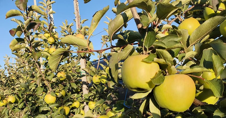Запорожские садоводы вырастили яблоки по 600 граммов каждое