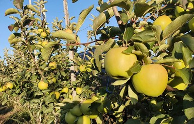 Запорожские садоводы вырастили яблоки по 600 граммов каждое