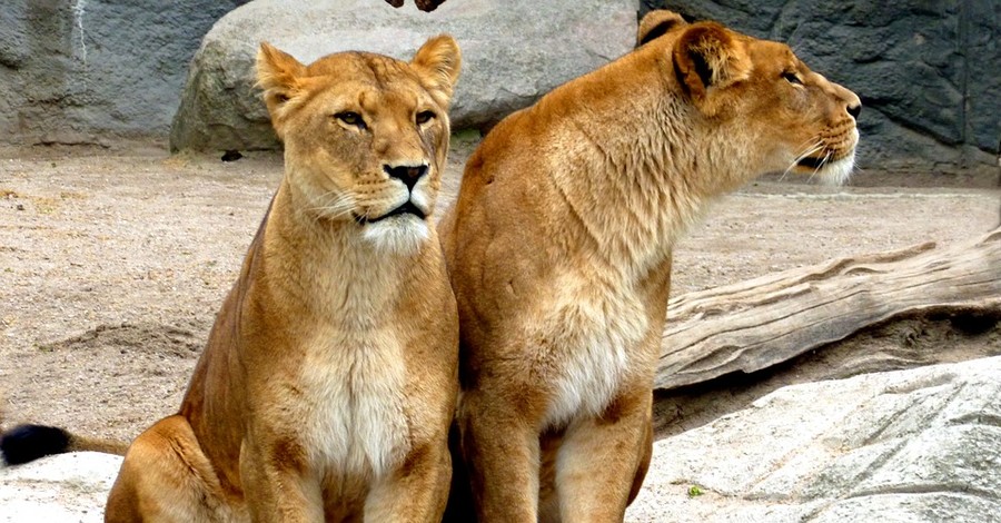 В Одесской области жителям Килии подарили африканских львят