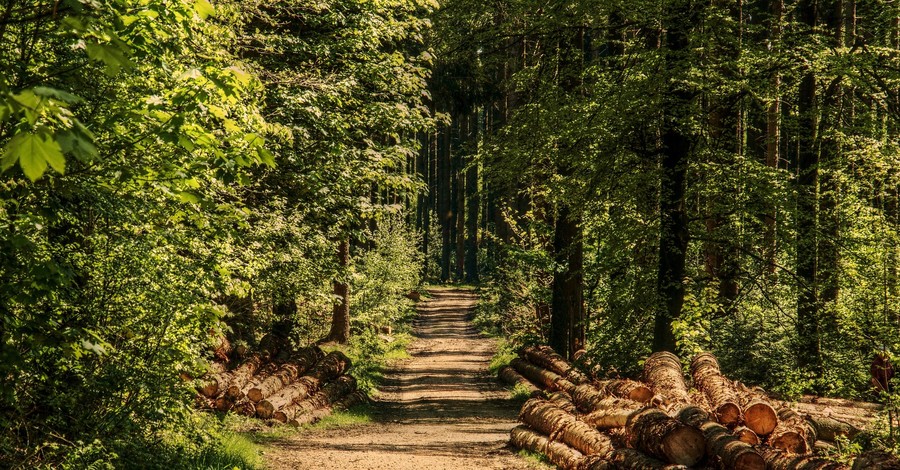 Лес в смартфоне: законность вырубки деревьев можно будет проверить в приложении