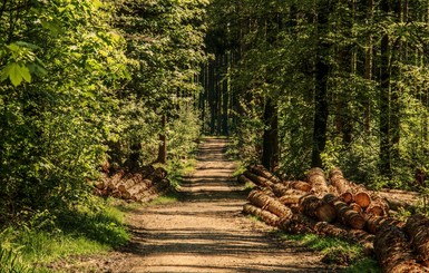 Лес в смартфоне: законность вырубки деревьев можно будет проверить в приложении