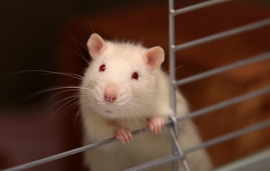 Гороскоп на 2020 год Белой Металлической Крысы