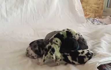 В США собака родила зеленого щенка