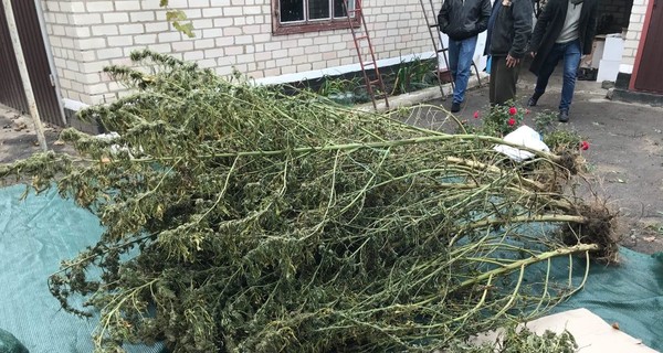 На Херсонщине отец полицейского выращивал наркотики у себя дома