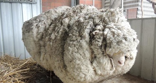 Умерла самая пушистая в мире овца