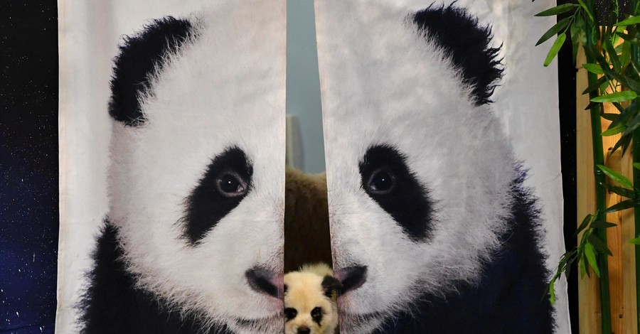 В Китае владельцы кафе красят собак под панд, чтобы привлечь посетителей