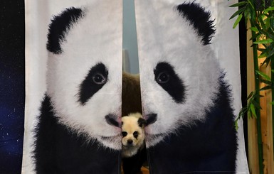 В Китае владельцы кафе красят собак под панд, чтобы привлечь посетителей