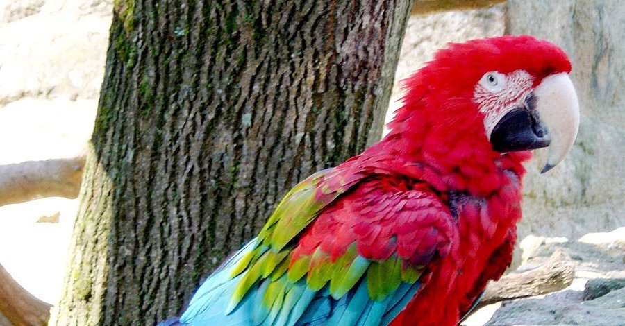 В Луцке из зоопарка украли попугаев - стоимость одного более 2 тысяч долларов