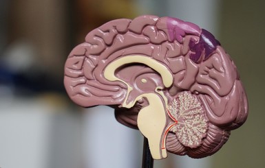 Ученые обнаружили закономерность между объемом мозга и тягой к алкоголю