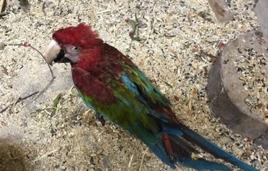 Над украденными из луцкого зоопарка попугаями издевались
