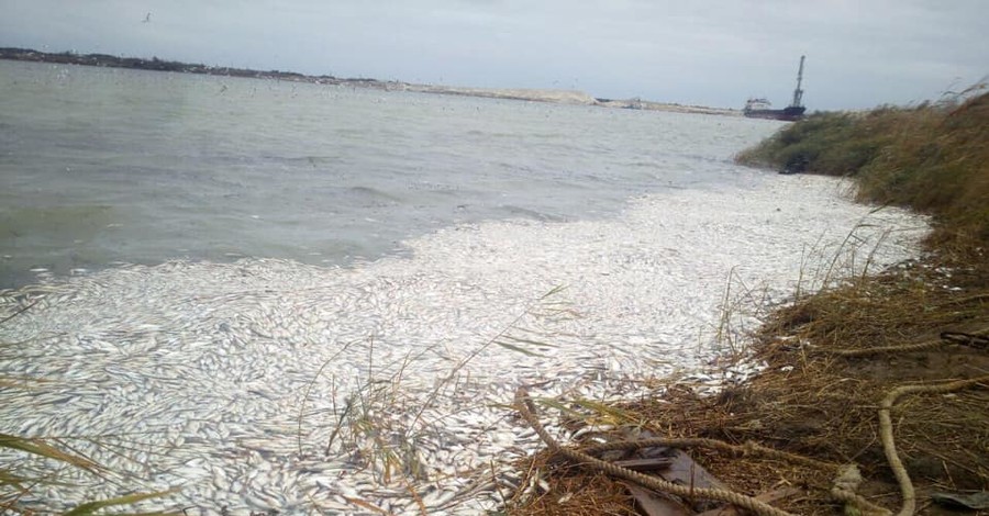 Берега Днепра в Херсоне усеяны мертвой рыбой