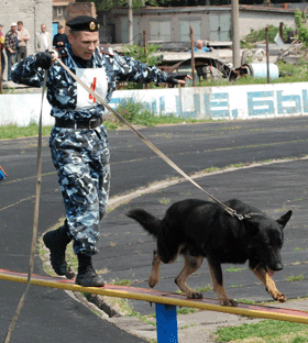 В городе прошла битва кинологов 