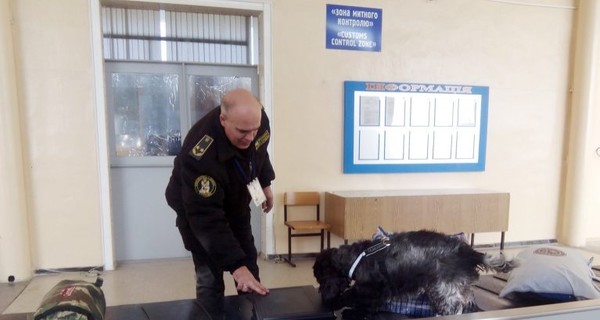 В Запорожье собака-таможенник унюхала 13 тысяч долларов