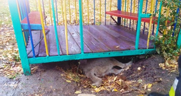 В Днепре спасатели подняли железный домик, чтобы спасти собаку 