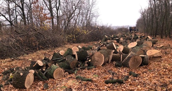 На Харьковщине задержали группировку, которая вырубила леса более чем на 5 миллионов гривен