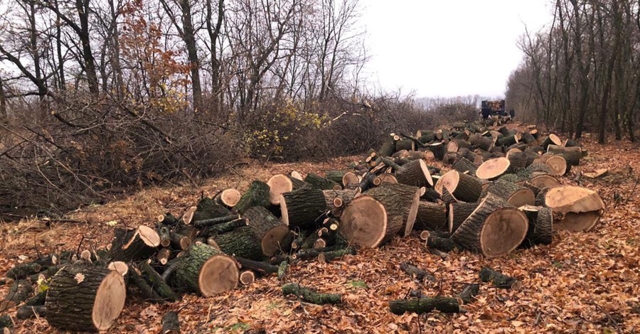 На Харьковщине задержали группировку, которая вырубила леса более чем на 5 миллионов гривен