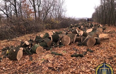 На Харьковщине задержали группировку, которая вырубила леса более чем на 5 миллионов гривен