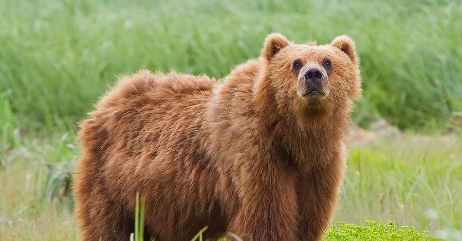 На Прикарпатье медведь три дня пугал местных жителей