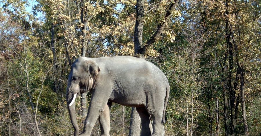 Николаевский зоопарк пополнится долгожданными слонами