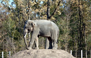 Николаевский зоопарк пополнится долгожданными слонами