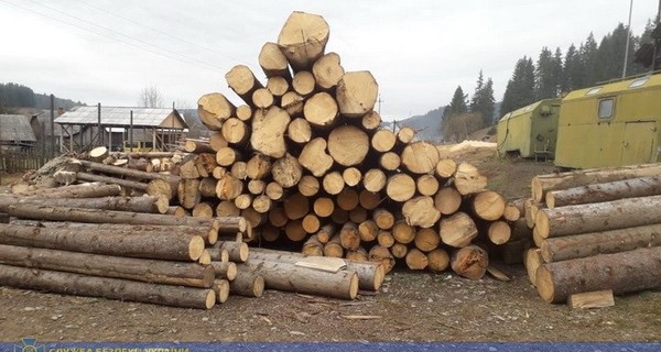 СБУ не дала вывезти за границу лес на более чем 3 миллиона гривен