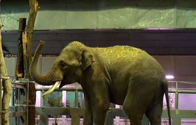 В николаевский зоопарк привезли двух слонов из Венгрии