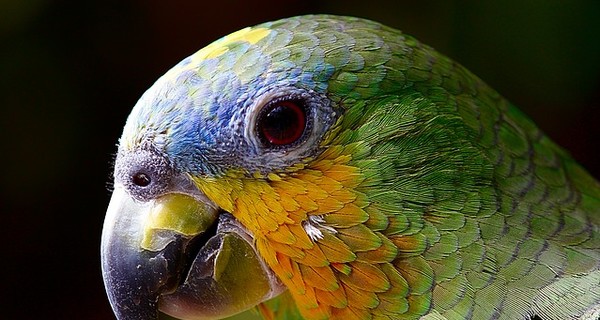В Колумбии попугай сделал себе 