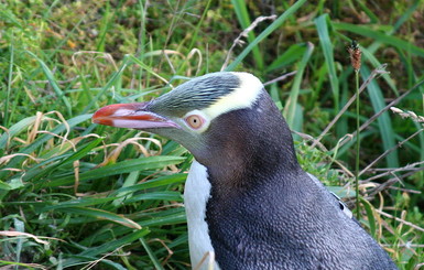 Исчезающего великолепного пингвина назвали птицей года