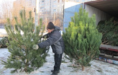 В лесхозах Украины уже продают новогодние елки