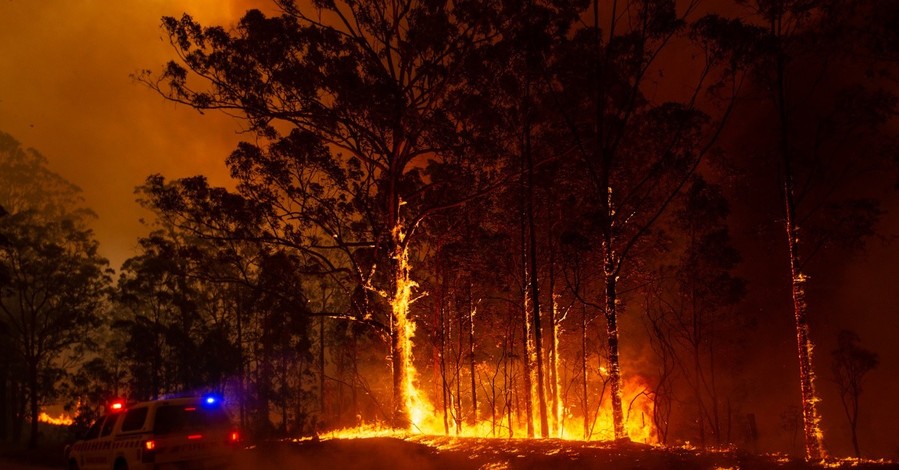 Пожары в Австралии: погибли люди и более 350 коал