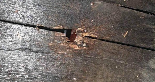 На Закарпатье во двор бизнесвумен бросили гранату