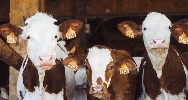 В США нашли коров, которых месяц назад унес в океан ураган “Дориан”