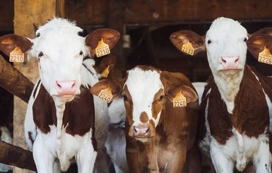 В США нашли коров, которых месяц назад унес в океан ураган “Дориан”
