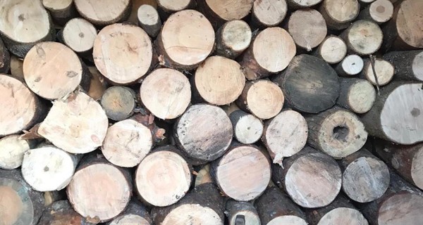 На Харьковщине лесников подозревают в вырубке деревьев на 98 миллионов гривен