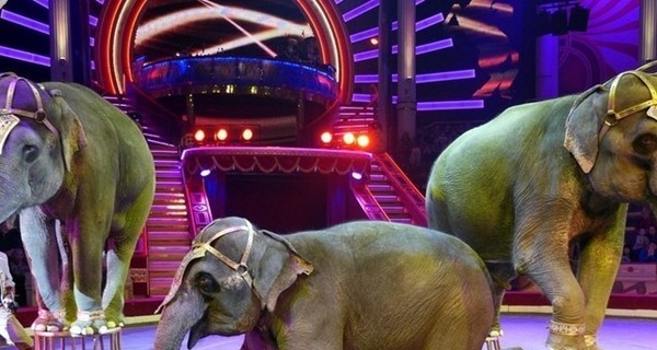 В Париже предложили передвижным циркам отказаться от диких животных