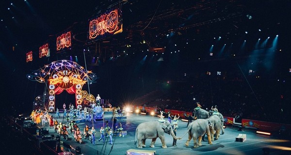 Одесский цирк, несмотря на запрет суда, продолжает использовать диких животных
