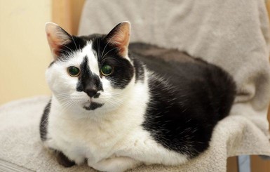 В Великобритании кошку посадили на диету - она не могла вылизываться