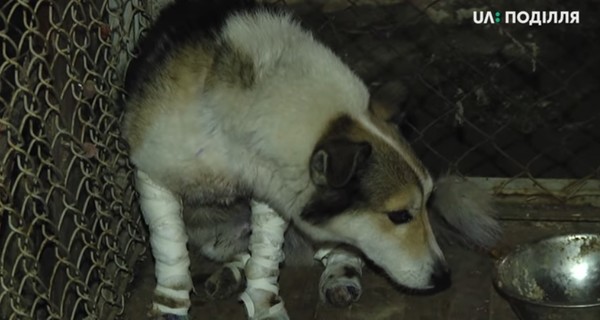 Барсик, едва не ставший жертвой хмельницкого чиновника, нашел новый дом