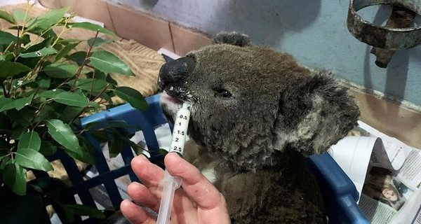 Австралийка вынесла коалу из пылающего леса