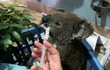 Австралийка вынесла коалу из пылающего леса