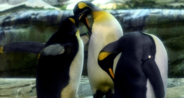 В Голландии пингвины-геи выкрали яйцо после того, как не удалось высидеть птенца из камня 